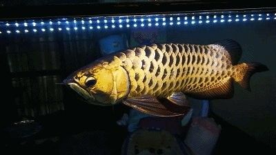 龍魚身體傾斜怎么回事