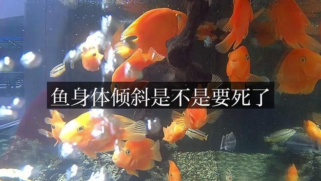 龍魚身體傾斜怎么回事