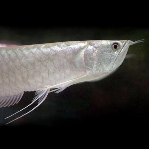 白子銀龍魚圖片高清大圖