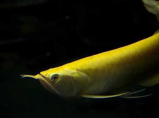 白子銀龍魚圖片高清大圖