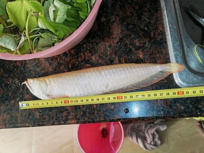 白子銀龍魚圖片高清大圖