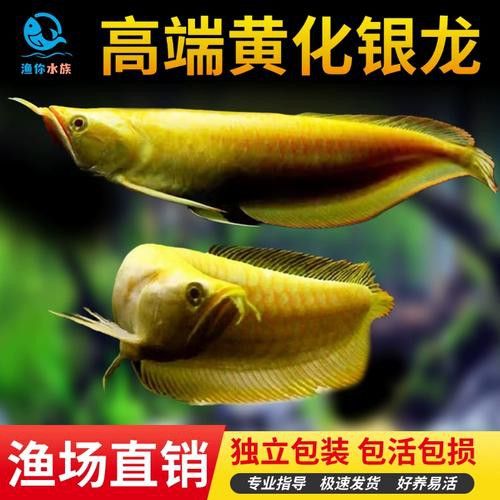 白子銀龍魚圖片高清大圖