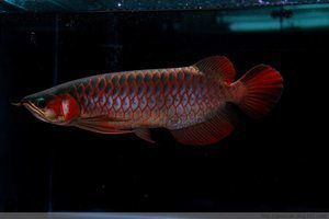 紅龍魚苗尾巴是什么顏色：紅龍魚苗尾巴的顏色并非單一固定的，其特點受到多種因素影響