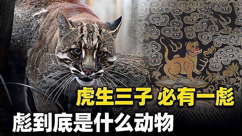 金貓打得過猞猁嗎