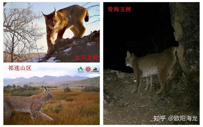 金貓打得過猞猁嗎