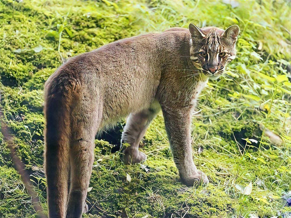 金貓打得過猞猁嗎