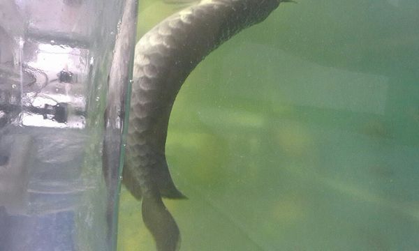 金龍魚的水溫過低會出現什么情況：金龍魚水溫過低會出現什么情況金龍魚水溫過低會出現什么情況