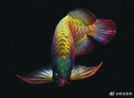 龍魚產地 英文名稱 龍魚產地 英文名稱 龍魚百科 第5張