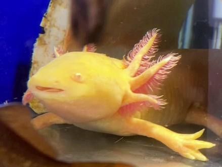 恐龍魚幼苗怎么喂養