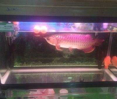 高背金龍魚怎么養（高背金龍魚怎么養高背金龍魚的飼養方法視頻教程） 高背金龍魚怎么養（高背金龍魚怎么養高背金龍魚的飼養方法視頻教程） 龍魚百科 第3張