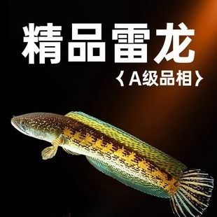 酒紅雷龍魚苗：酒紅雷龍魚苗發(fā)色技巧分享酒紅雷龍魚苗發(fā)色技巧分享