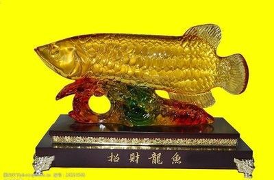 龍魚和招財，龍魚與招財貓魚區別