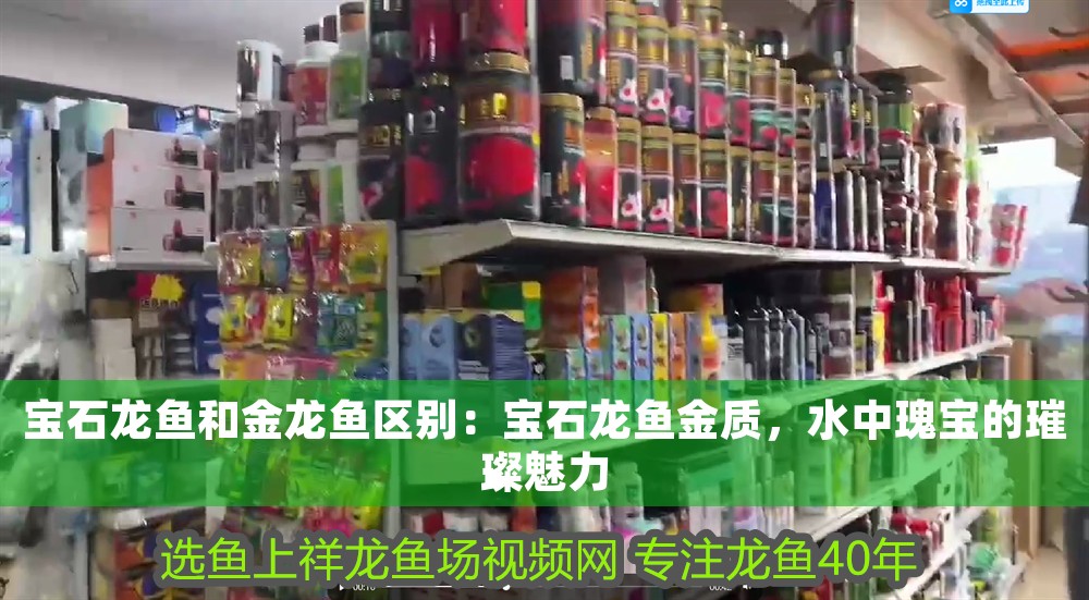 寶石龍魚和金龍魚區別：寶石龍魚金質，水中瑰寶的璀璨魅力