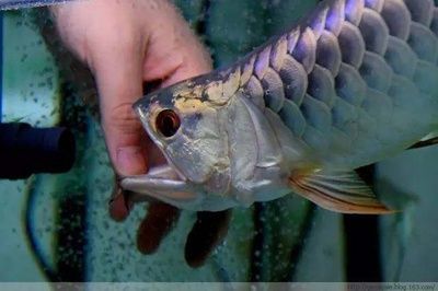 龍魚幾天開口換水：關于“龍魚幾天開口換水”的查詢當前無法直接提供具體信息