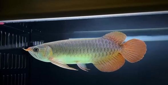 印尼綠皮辣椒紅龍魚活餌選擇：印尼綠皮辣椒紅龍魚活餌搭配，紅龍魚活餌營養均衡指南