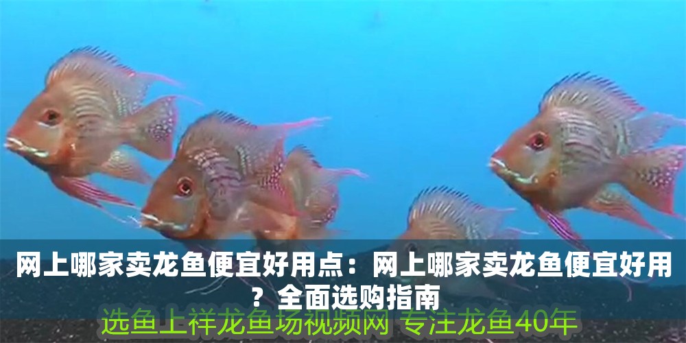 網上哪家賣龍魚便宜好用點：網上哪家賣龍魚便宜好用？全面選購指南