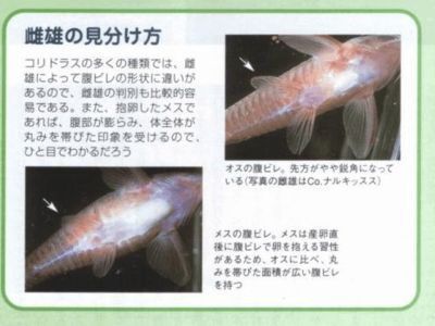 龍魚鰭折了怎么辦，：龍魚的鰭折了怎么辦