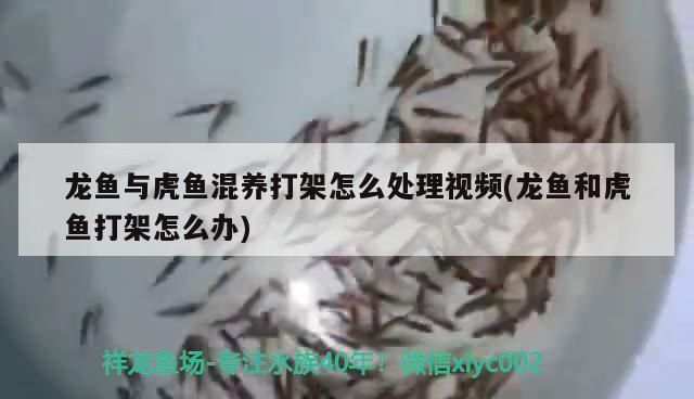 龍魚缸底用什么顏色：如何選擇龍魚缸底顏色