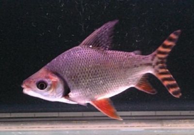 龍魚要求多少溫度喂食呢：關于龍魚喂食時適宜水溫的詳細信息