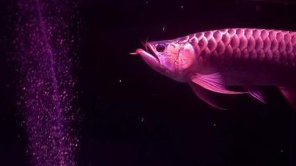 紅龍魚入缸前準備（紅龍魚入缸前準備工作）