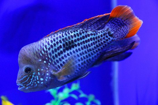 皇冠魚和龍魚能一起養(yǎng)么？：皇冠魚和龍魚可以一起養(yǎng)么