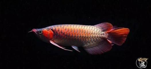 藍背景養紅龍魚好不好（藍背景養紅龍魚好不好藍背景為養紅龍魚提供了良好環境）