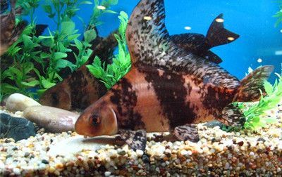 胭脂孔雀龍魚繁殖周期：胭脂孔雀龍魚的繁殖周期