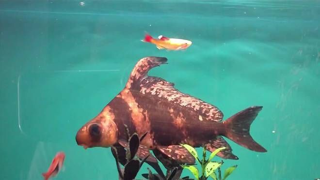 胭脂孔雀龍魚繁殖周期：胭脂孔雀龍魚的繁殖周期