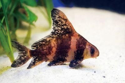 胭脂孔雀龍魚繁殖周期：胭脂孔雀龍魚的繁殖周期