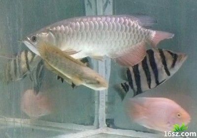 龍魚蒙眼青霉素怎么用：龍魚蒙眼青霉素怎么用青霉素治療龍魚的蒙眼癥狀