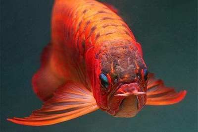 龍魚混養注意事項和禁忌食物（龍魚混養中如何建立等級秩序）