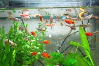 紅龍魚缸可以放海鹽嗎（紅龍魚缸可以放海鹽么？） 紅龍魚缸可以放海鹽嗎（紅龍魚缸可以放海鹽么？） 龍魚百科 第3張