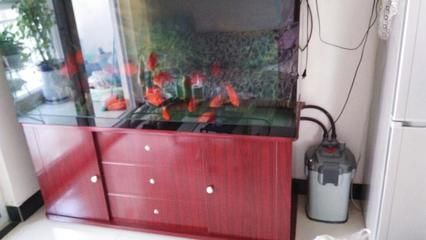 紅龍魚缸可以放海鹽嗎（紅龍魚缸可以放海鹽么？） 紅龍魚缸可以放海鹽嗎（紅龍魚缸可以放海鹽么？） 龍魚百科 第1張