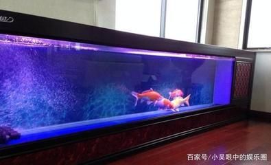 紅龍魚缸可以放海鹽嗎（紅龍魚缸可以放海鹽么？） 紅龍魚缸可以放海鹽嗎（紅龍魚缸可以放海鹽么？） 龍魚百科 第7張