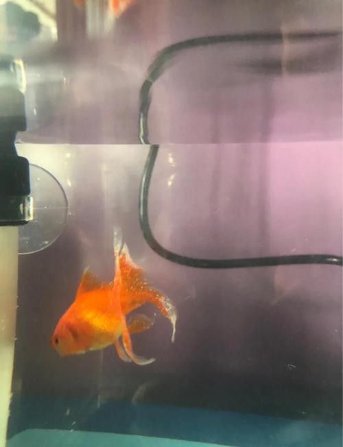 金龍魚背上長白點怎么回事