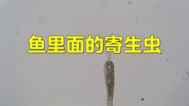 金龍魚背上長白點怎么回事