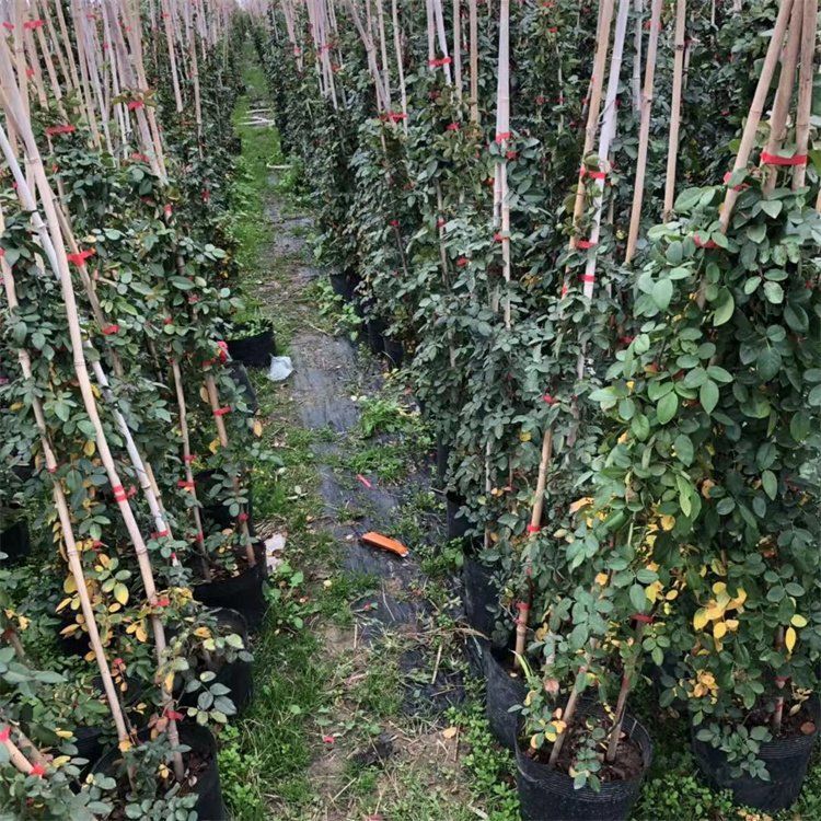 紅龍幼苗市場行情