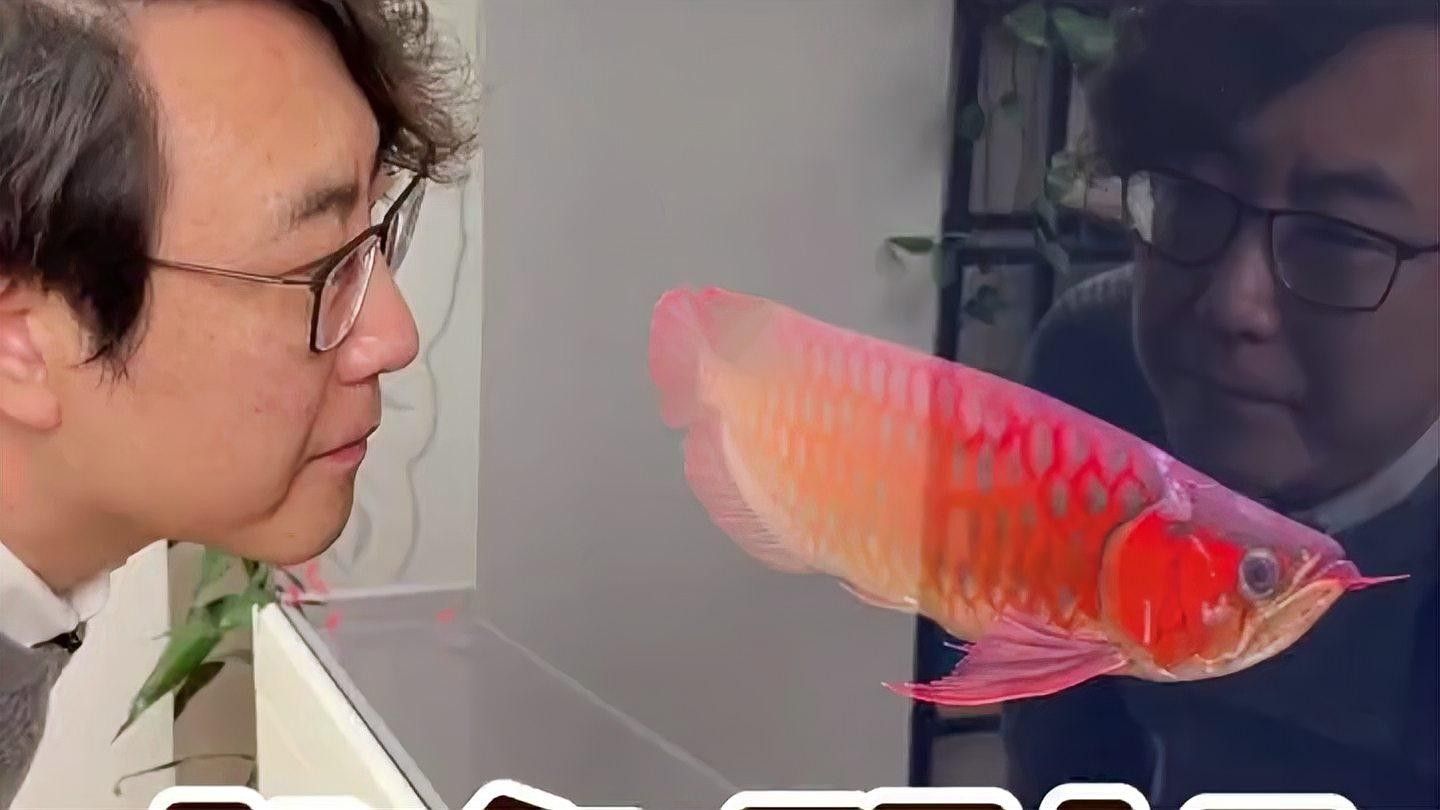 龍魚(yú)跳缸后多久喂食？