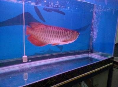 金龍魚能和別的魚一起養(yǎng)嗎怎么養(yǎng)：金龍魚可以和其他魚一起養(yǎng)嗎