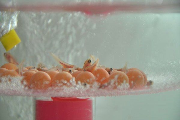 金龍魚幼苗1-2厘米圖片