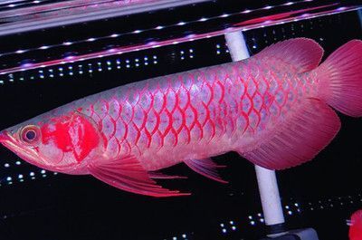 紅龍魚適應的ph值：紅龍魚適應的ph值范圍是6.5至7.5之間