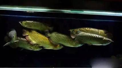 狗頭魚和龍魚能混養嗎：狗頭魚和龍魚可以混養嗎