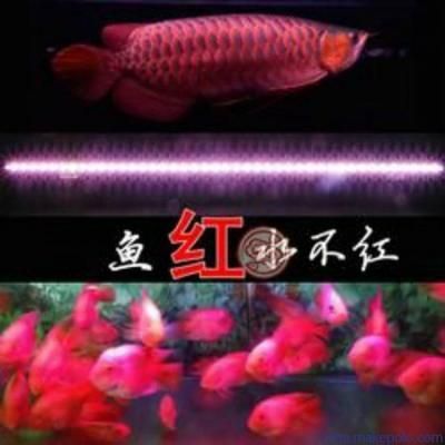 龍魚燈的合適開啟時間（龍魚燈開啟時間通常是在白天，模擬自然界的光照周期）