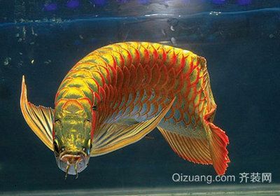 龍魚在國內可以繁殖嗎？：龍魚在國內是可以繁殖的，但繁殖難度較高，