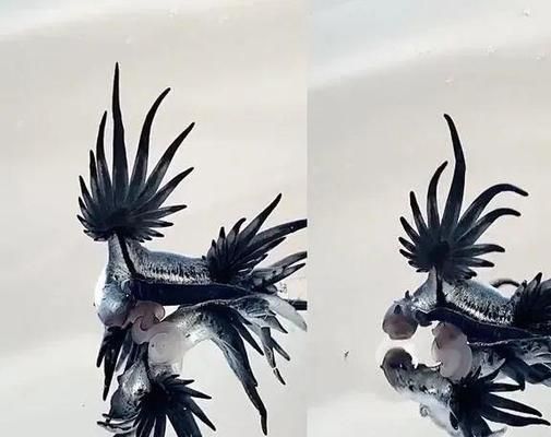 龍魚雌雄同體嗎能繁殖嗎（如何判斷龍魚性別,龍魚繁殖期的行為特點,提高龍魚繁殖成功率技巧）