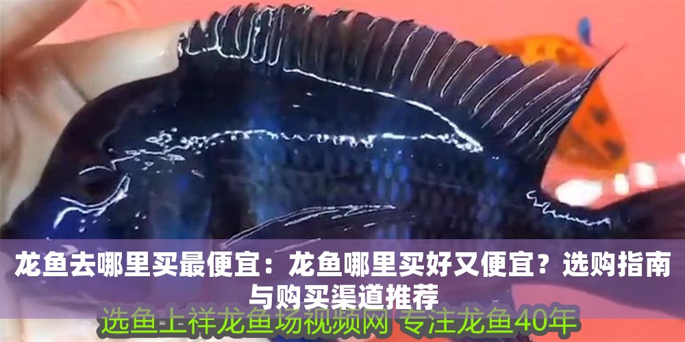 龍魚去哪里買最便宜：龍魚哪里買好又便宜？選購指南與購買渠道推薦