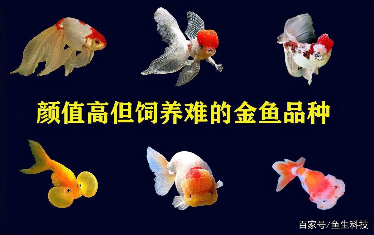 哪種金魚品種對充血最敏感？ 哪種金魚品種對充血最敏感？ 龍魚百科 第1張