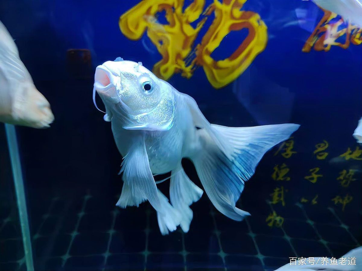 哪種金魚品種對充血最敏感？ 哪種金魚品種對充血最敏感？ 龍魚百科 第4張