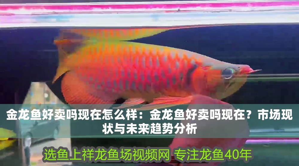 金龍魚好賣嗎現在怎么樣：金龍魚好賣嗎現在？市場現狀與未來趨勢分析