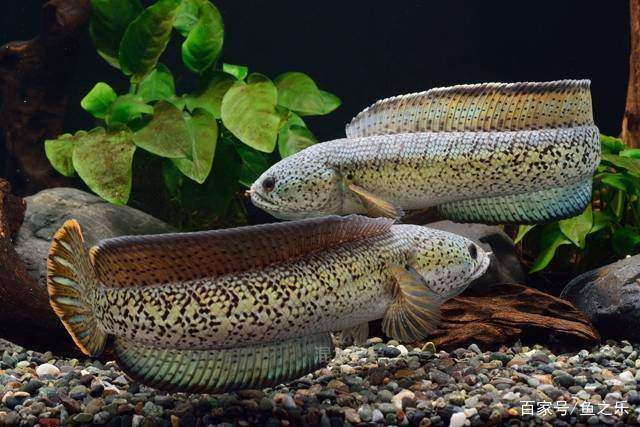 龍魚(yú)和黑魚(yú)哪個(gè)好吃一點(diǎn):龍魚(yú)和黑魚(yú)哪個(gè)好吃龍魚(yú)和黑魚(yú)的營(yíng)養(yǎng)價(jià)值有哪些 龍魚(yú)百科 第3張 龍魚(yú)和黑魚(yú)哪個(gè)好吃一點(diǎn):龍魚(yú)和黑魚(yú)哪個(gè)好吃龍魚(yú)和黑魚(yú)的營(yíng)養(yǎng)價(jià)值有哪些 龍魚(yú)和黑魚(yú)哪個(gè)好吃一點(diǎn):龍魚(yú)和黑魚(yú)哪個(gè)好吃龍魚(yú)和黑魚(yú)的營(yíng)養(yǎng)價(jià)值有哪些 龍魚(yú)百科 第3張